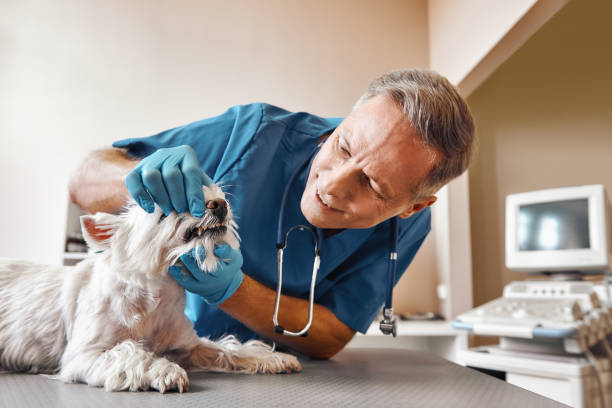 Best 24-Hour Emergency Dental Care in Saint John Fisher College, NY